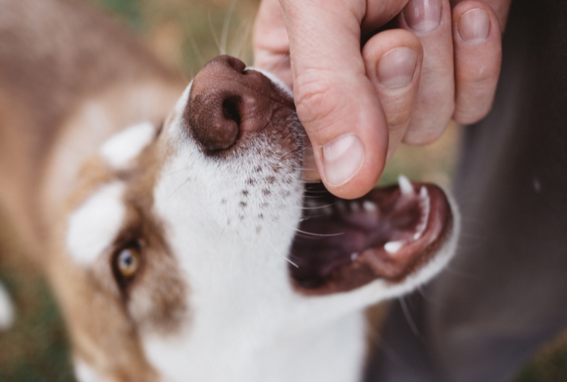 Pet Dental Care for Dogs & Cats