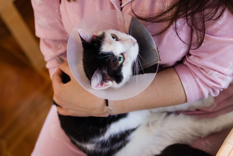 Pet Wound Care at Home