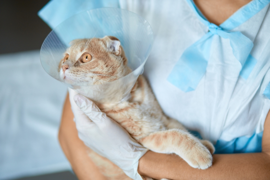 female cat behavior changes