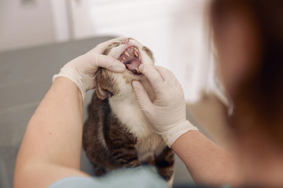 cat teeth facts
