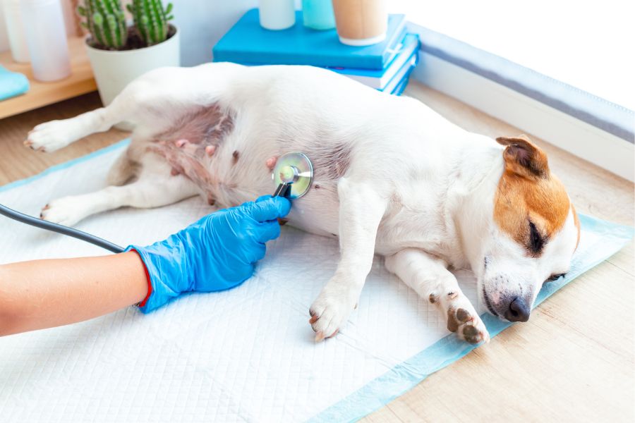 dog bloat GDV warning signs