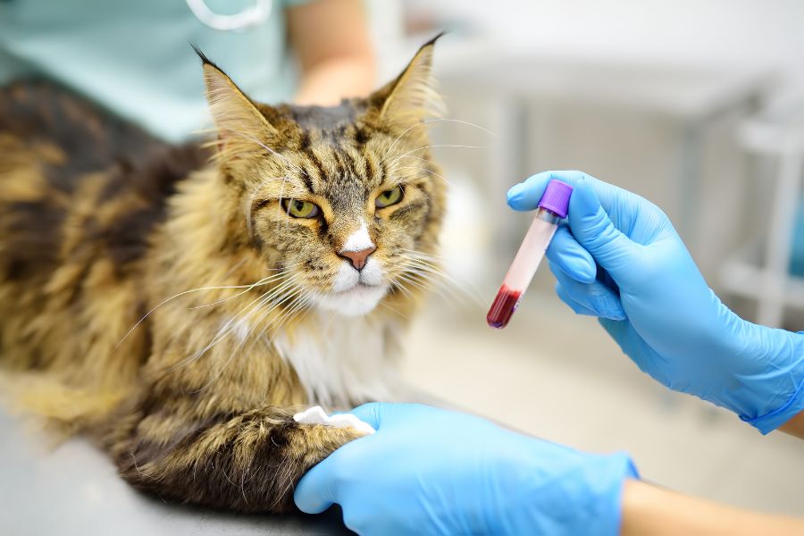 pet blood panel what it reveals