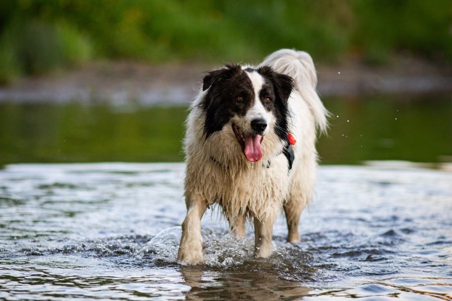 vet approved ways to keep pets cool