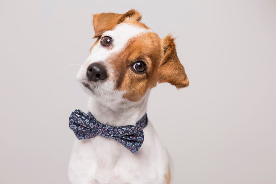 does my dog have Lyme disease signs
