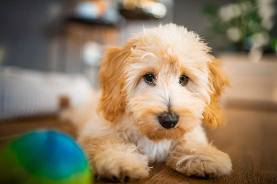 urgent care for newborn puppies signs