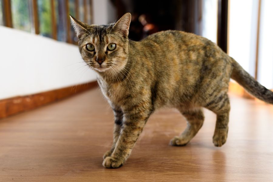 female cat meowing nonstop