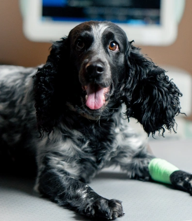 Black and white Cocker Spaniel with a green bandage on its leg sitting on an exam table, representing urgent pet care services in Pooler, GA.
