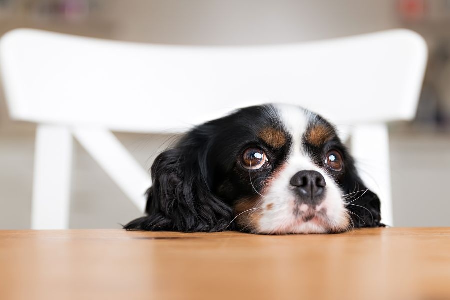 signs your dog is experiencing head pain