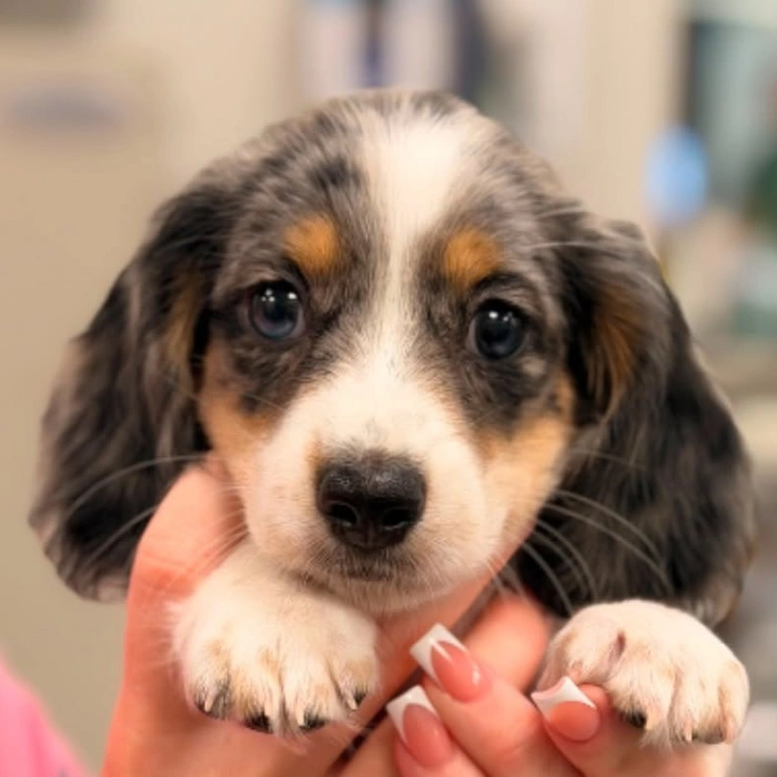 urgent pet care