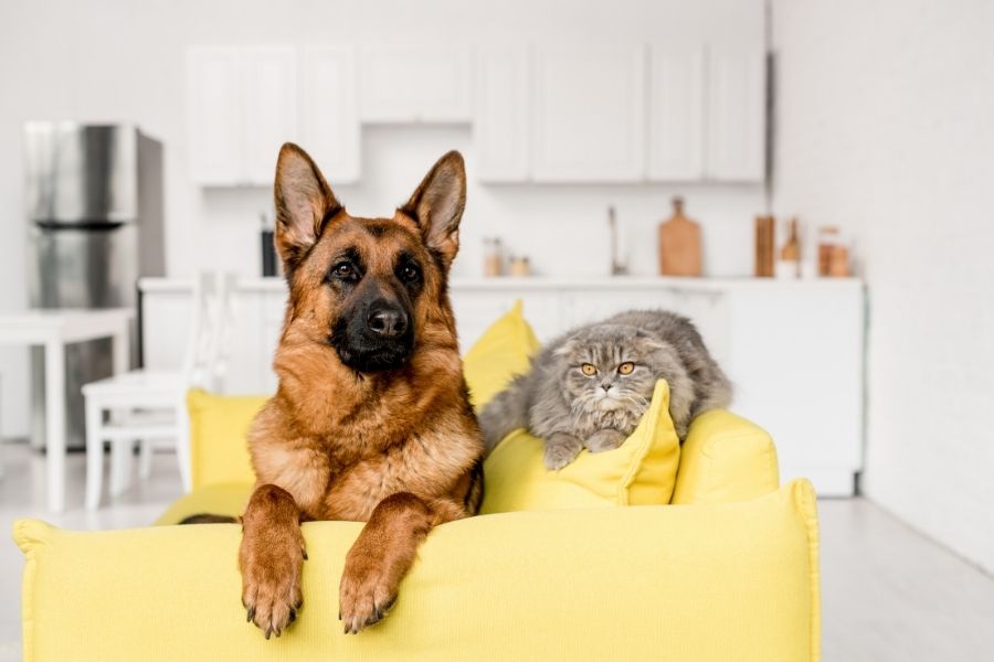 pet have wellness exam