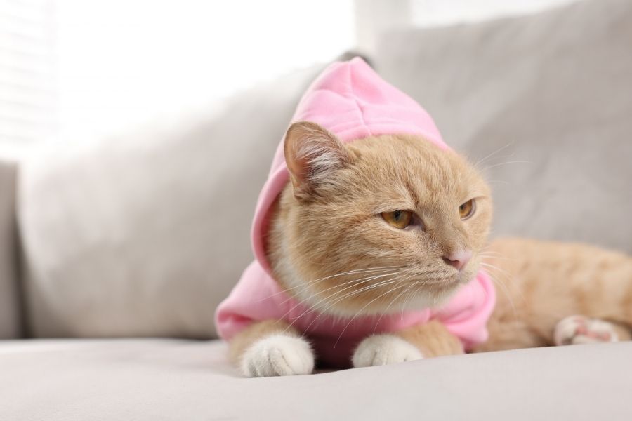 cat allergic reactions