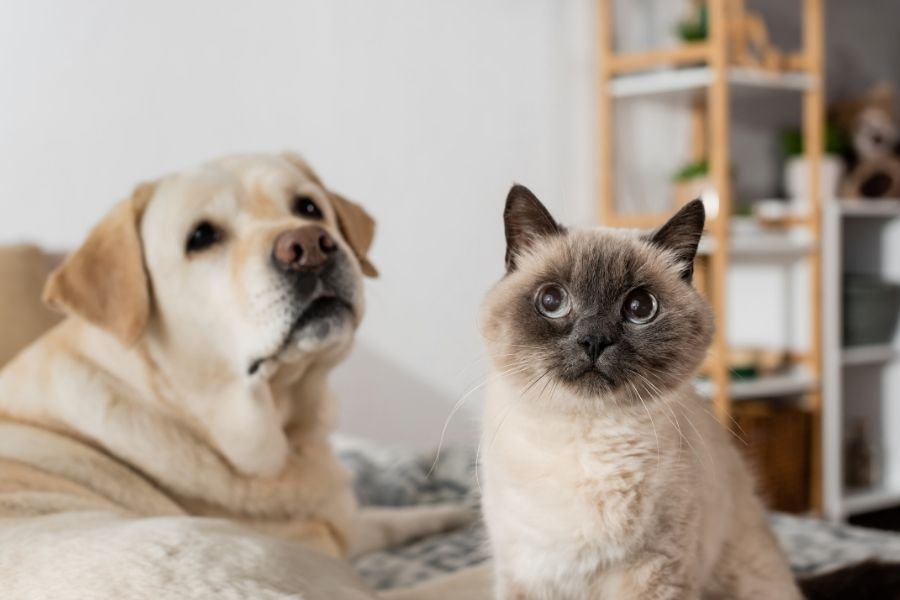loyal animal companions